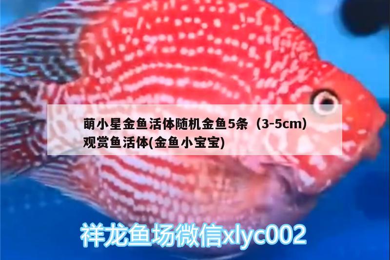 萌小星金魚活體隨機金魚5條（3-5cm）觀賞魚活體(金魚小寶寶) 廣州水族器材濾材批發(fā)市場