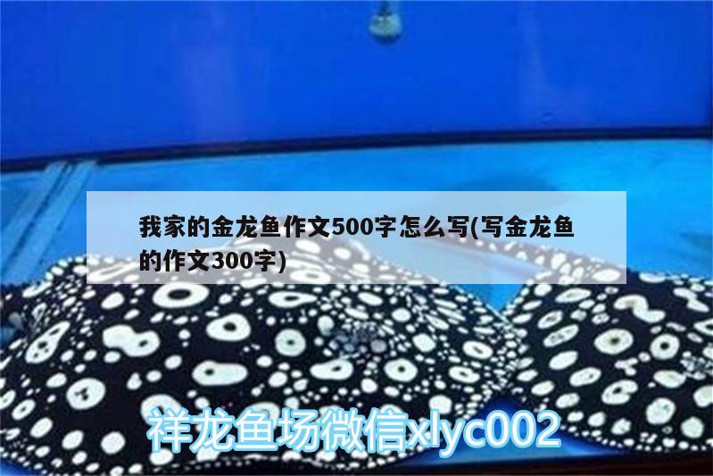 我家的金龍魚作文500字怎么寫(寫金龍魚的作文300字)