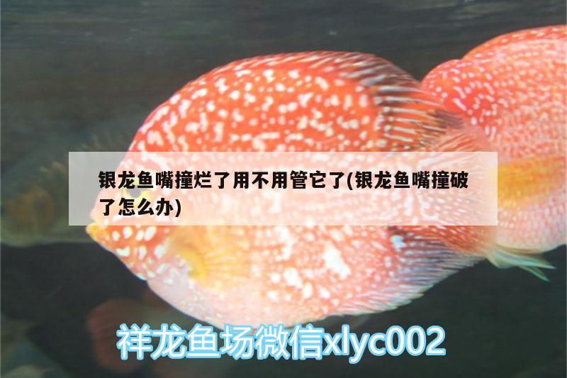 銀龍魚嘴撞爛了用不用管它了(銀龍魚嘴撞破了怎么辦)