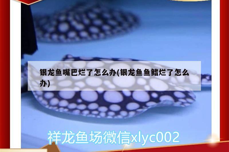 銀龍魚(yú)嘴巴爛了怎么辦(銀龍魚(yú)魚(yú)鰭爛了怎么辦)