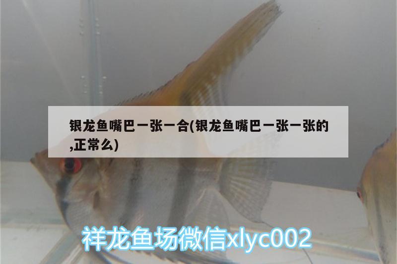 銀龍魚嘴巴一張一合(銀龍魚嘴巴一張一張的,正常么) 銀龍魚