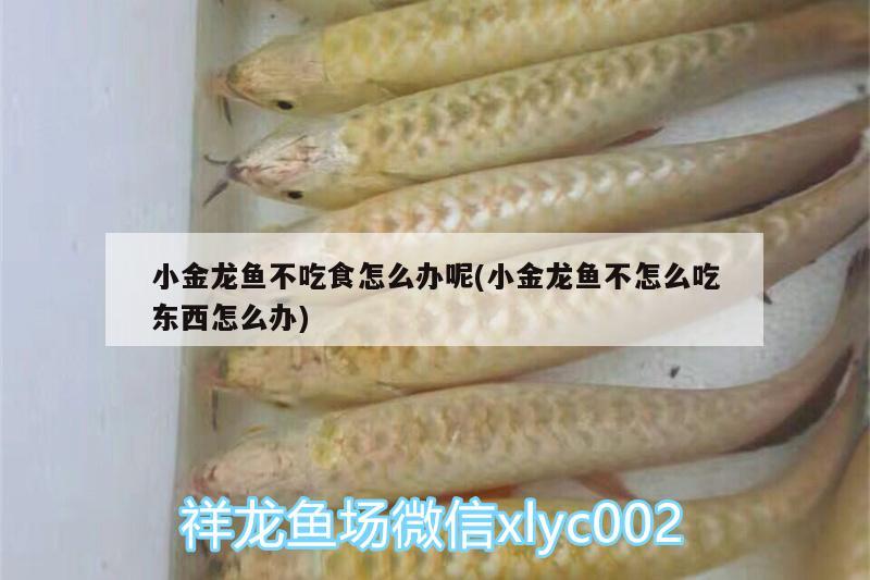 小金龍魚不吃食怎么辦呢(小金龍魚不怎么吃東西怎么辦)