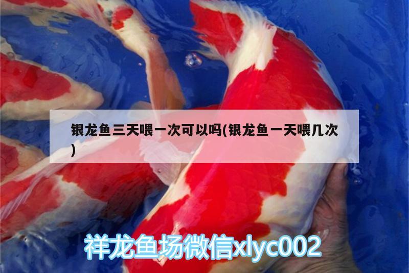 銀龍魚三天喂一次可以嗎(銀龍魚一天喂幾次) 銀龍魚百科