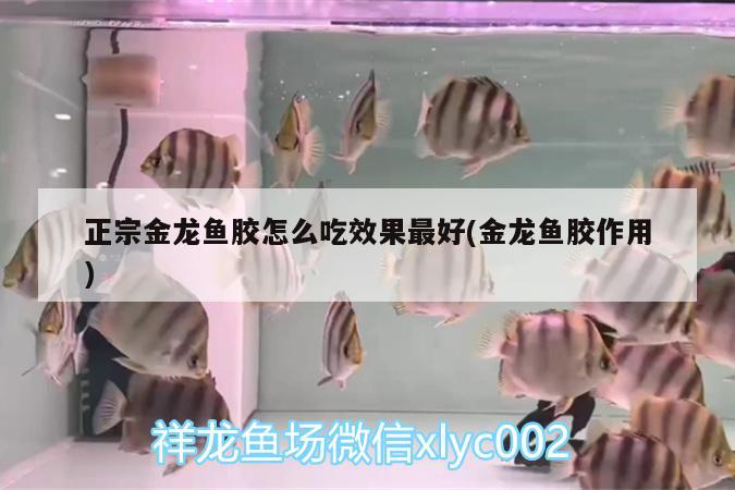 正宗金龍魚膠怎么吃效果最好(金龍魚膠作用)