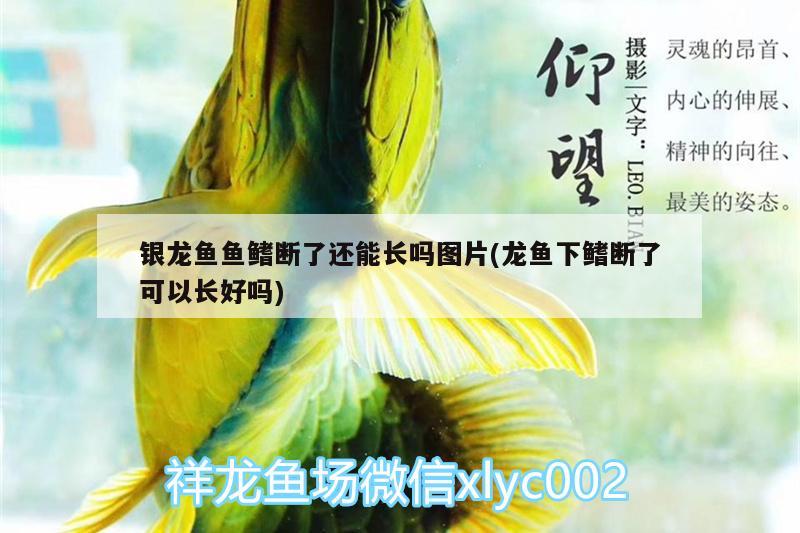 銀龍魚魚鰭斷了還能長嗎圖片(龍魚下鰭斷了可以長好嗎) 銀龍魚