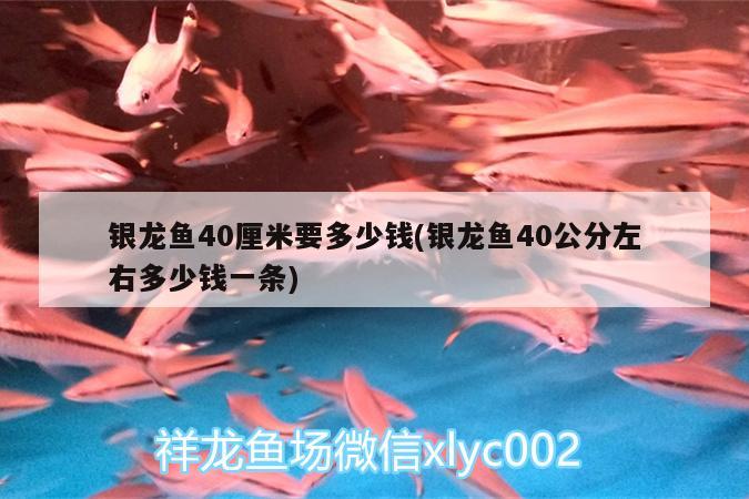 銀龍魚40厘米要多少錢(銀龍魚40公分左右多少錢一條) 銀龍魚百科