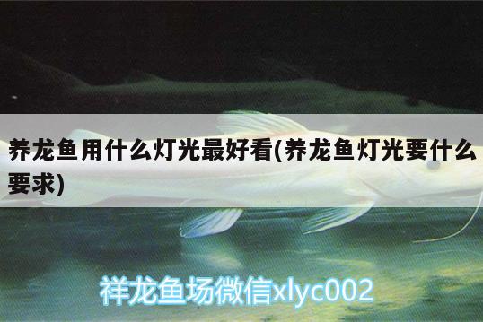 養(yǎng)龍魚用什么燈光最好看(養(yǎng)龍魚燈光要什么要求) 和尚魚