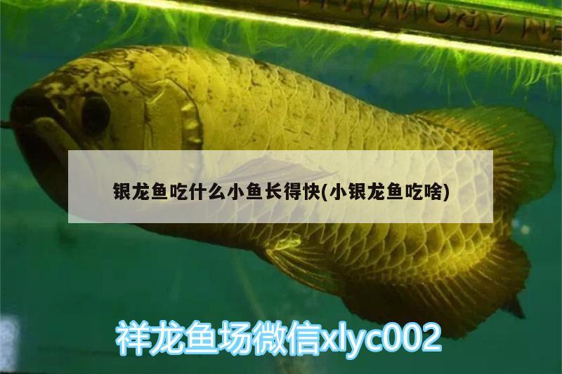 銀龍魚吃什么小魚長(zhǎng)得快(小銀龍魚吃啥) 銀龍魚百科