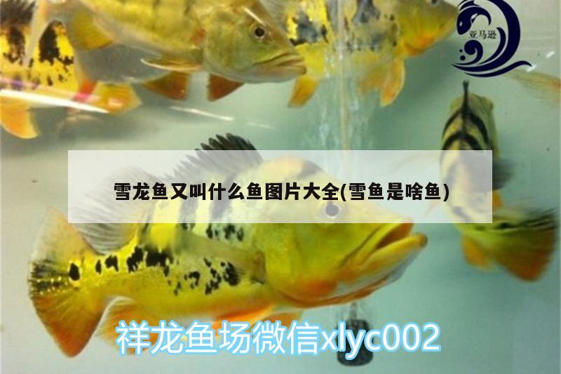 雪龍魚又叫什么魚圖片大全(雪魚是啥魚) 祥龍魚場品牌產(chǎn)品