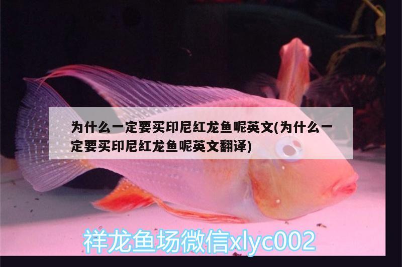 為什么一定要買(mǎi)印尼紅龍魚(yú)呢英文(為什么一定要買(mǎi)印尼紅龍魚(yú)呢英文翻譯)