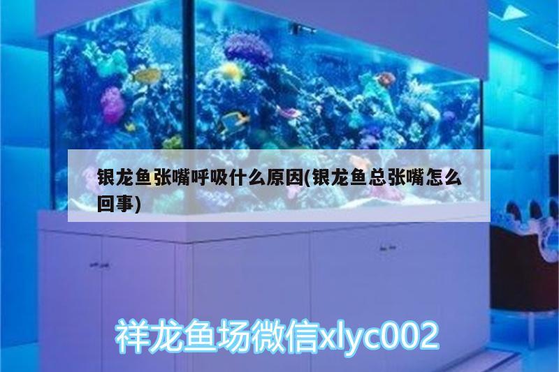 銀龍魚張嘴呼吸什么原因(銀龍魚總張嘴怎么回事)