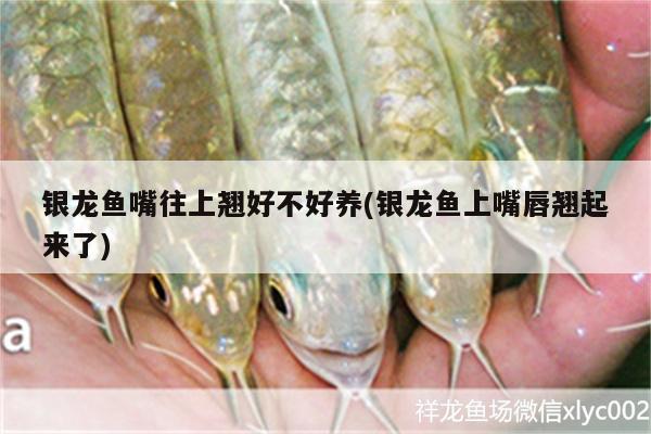 銀龍魚(yú)嘴往上翹好不好養(yǎng)(銀龍魚(yú)上嘴唇翹起來(lái)了) 銀龍魚(yú)百科