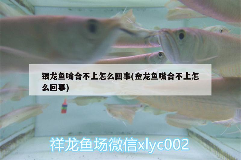 銀龍魚嘴合不上怎么回事(金龍魚嘴合不上怎么回事) 銀龍魚百科