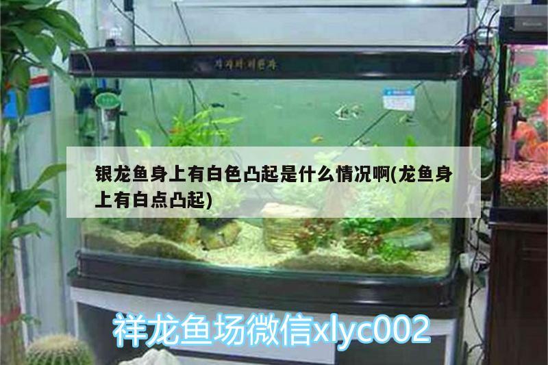 銀龍魚身上有白色凸起是什么情況啊(龍魚身上有白點凸起) 銀龍魚