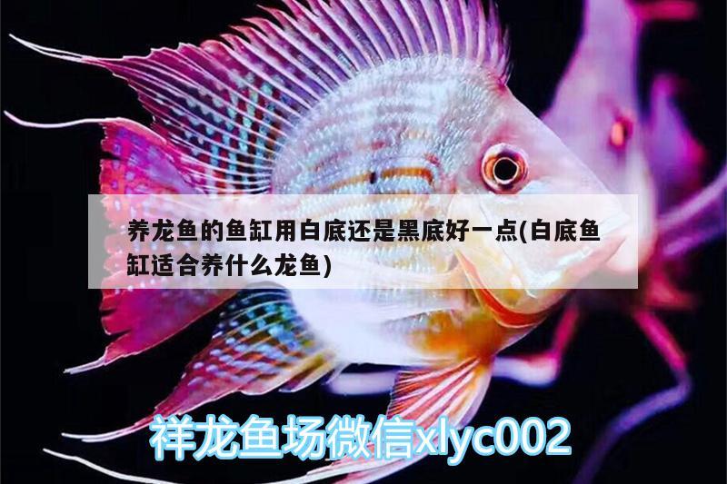 養(yǎng)龍魚的魚缸用白底還是黑底好一點(白底魚缸適合養(yǎng)什么龍魚) 廣州觀賞魚魚苗批發(fā)市場