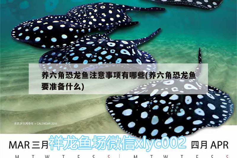 養(yǎng)六角恐龍魚注意事項(xiàng)有哪些(養(yǎng)六角恐龍魚要準(zhǔn)備什么) 名貴錦鯉魚