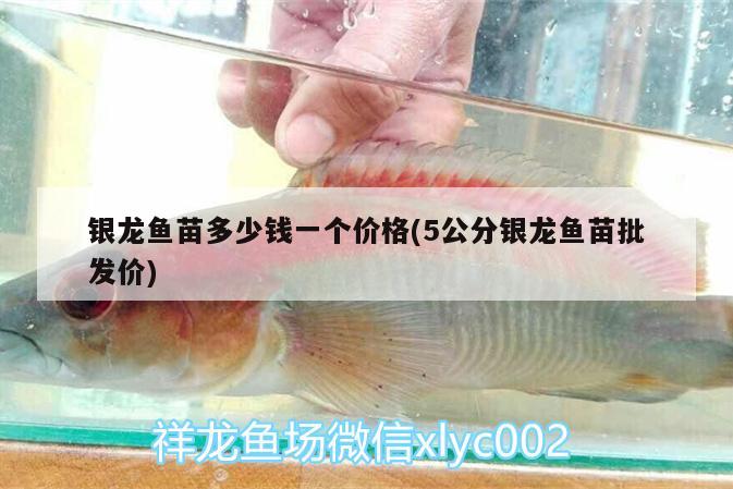 銀龍魚苗多少錢一個(gè)價(jià)格(5公分銀龍魚苗批發(fā)價(jià))