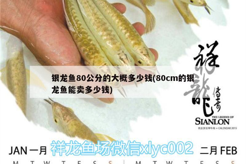 銀龍魚80公分的大概多少錢(80cm的銀龍魚能賣多少錢)