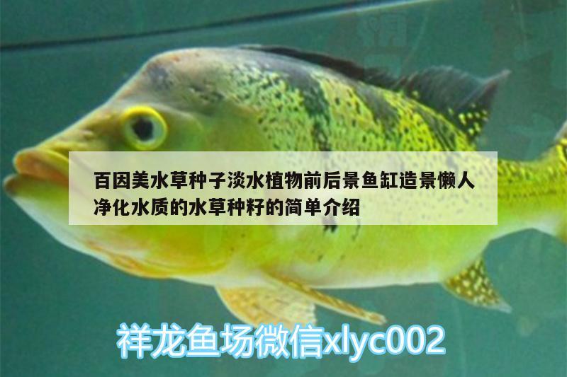 百因美水草種子淡水植物前后景魚缸造景懶人凈化水質(zhì)的水草種籽的簡單介紹