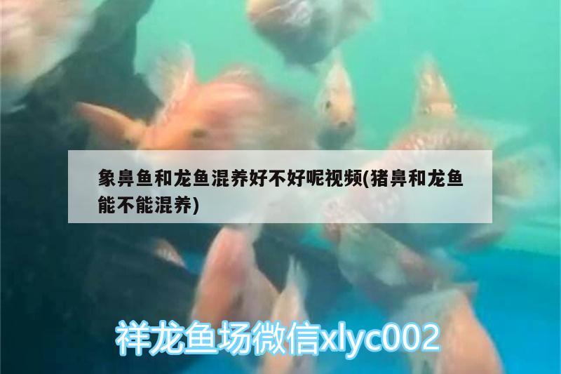 象鼻魚(yú)和龍魚(yú)混養(yǎng)好不好呢視頻(豬鼻和龍魚(yú)能不能混養(yǎng)) 豬鼻龜