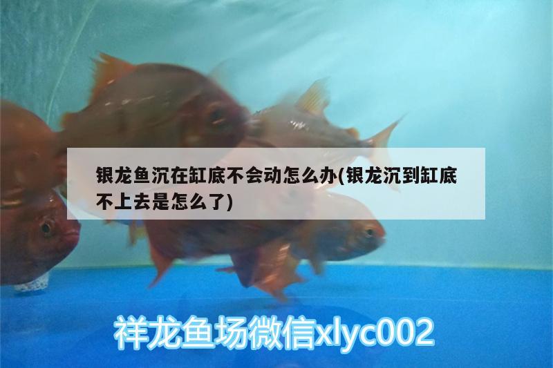 銀龍魚沉在缸底不會(huì)動(dòng)怎么辦(銀龍沉到缸底不上去是怎么了)