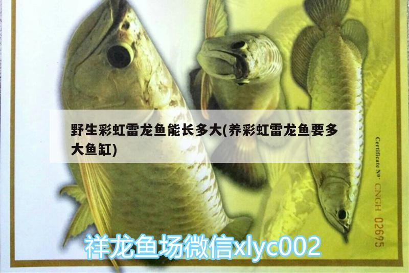 野生彩虹雷龍魚能長(zhǎng)多大(養(yǎng)彩虹雷龍魚要多大魚缸)