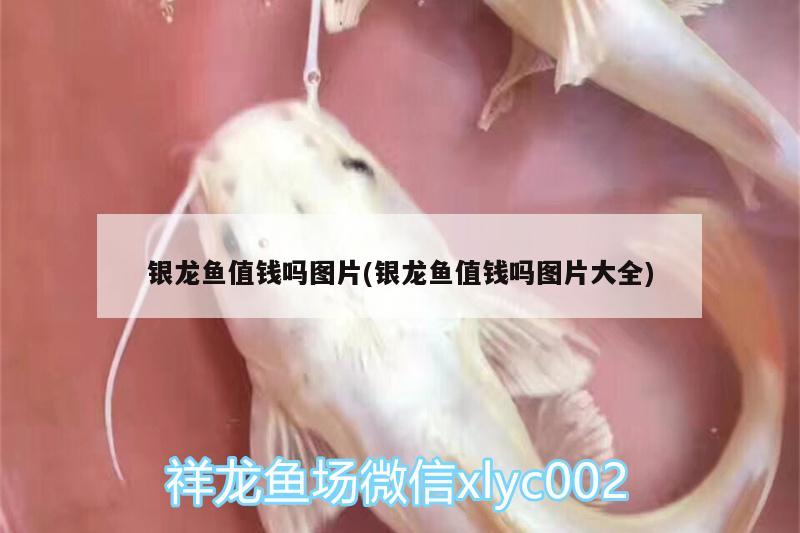 銀龍魚值錢嗎圖片(銀龍魚值錢嗎圖片大全) 銀龍魚