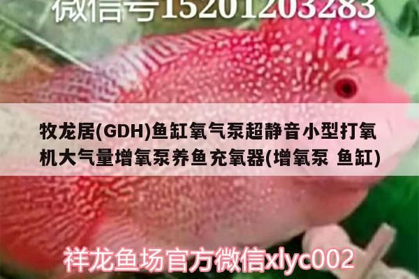 牧龍居(GDH)魚缸氧氣泵超靜音小型打氧機大氣量增氧泵養(yǎng)魚充氧器(增氧泵魚缸) 廣州水族器材濾材批發(fā)市場