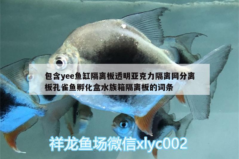 包含yee魚缸隔離板透明亞克力隔離網(wǎng)分離板孔雀魚孵化盒水族箱隔離板的詞條