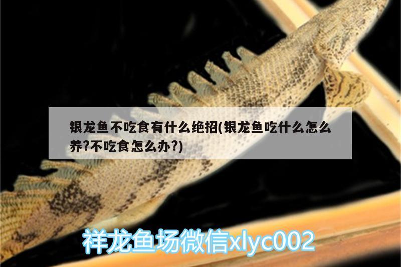 銀龍魚(yú)不吃食有什么絕招(銀龍魚(yú)吃什么怎么養(yǎng)?不吃食怎么辦?) 銀龍魚(yú)百科