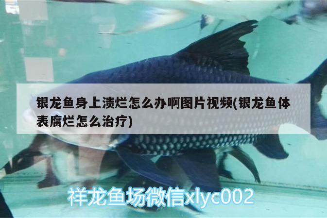 銀龍魚身上潰爛怎么辦啊圖片視頻(銀龍魚體表腐爛怎么治療) 銀龍魚