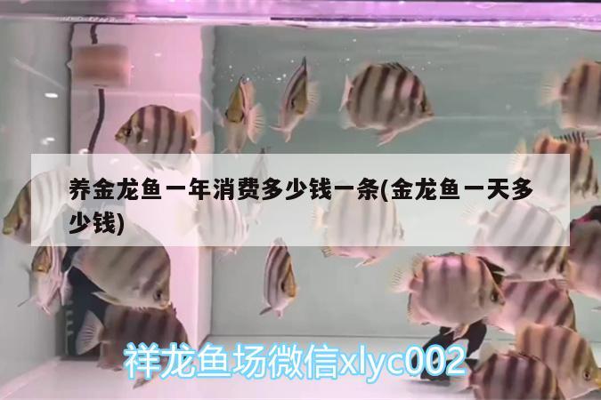 養(yǎng)金龍魚一年消費(fèi)多少錢一條(金龍魚一天多少錢) 泰龐海蓮魚