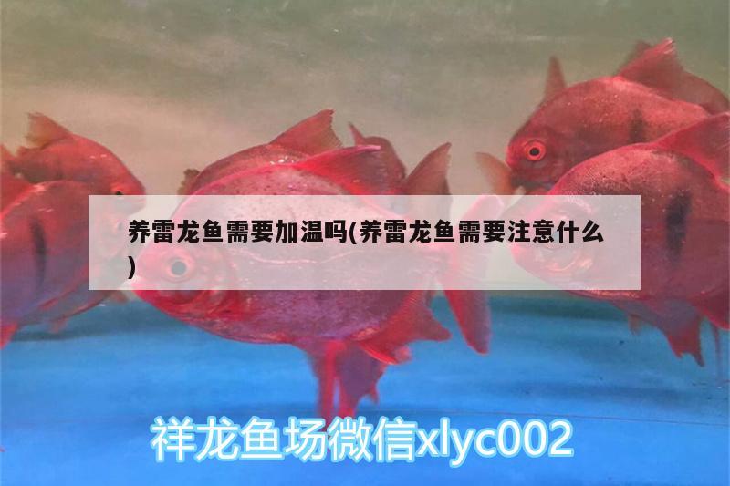 養(yǎng)雷龍魚(yú)需要加溫嗎(養(yǎng)雷龍魚(yú)需要注意什么)