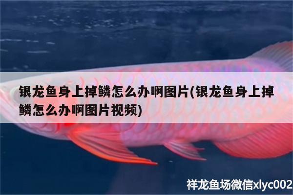 銀龍魚身上掉鱗怎么辦啊圖片(銀龍魚身上掉鱗怎么辦啊圖片視頻)