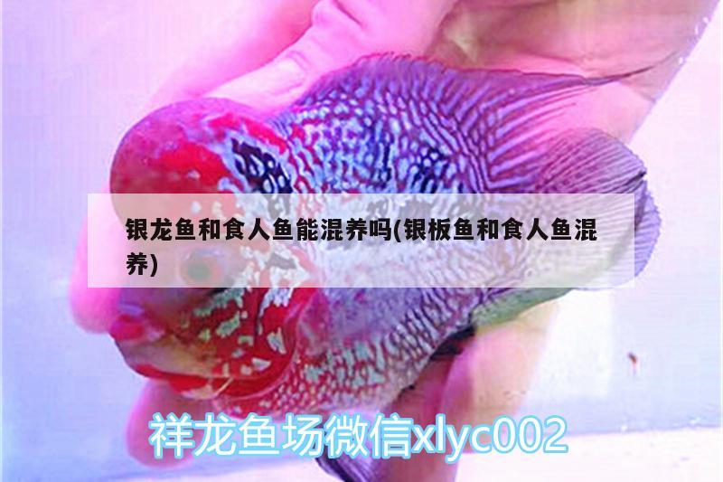 銀龍魚和食人魚能混養(yǎng)嗎(銀板魚和食人魚混養(yǎng)) 食人魚（水虎）