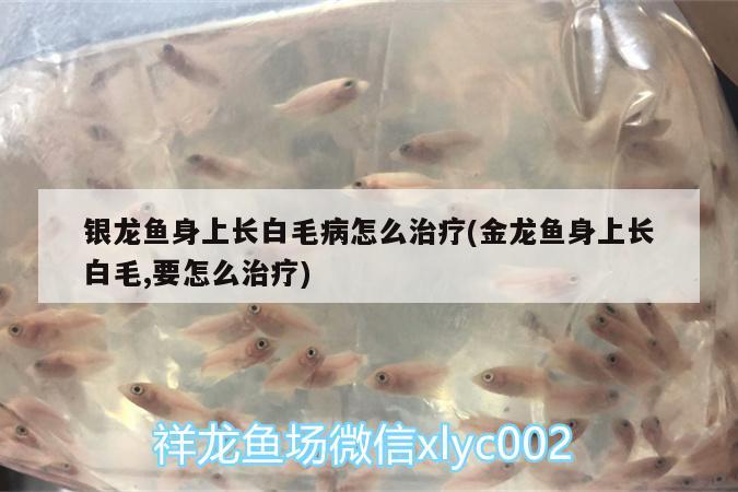 銀龍魚身上長(zhǎng)白毛病怎么治療(金龍魚身上長(zhǎng)白毛,要怎么治療) 銀龍魚百科