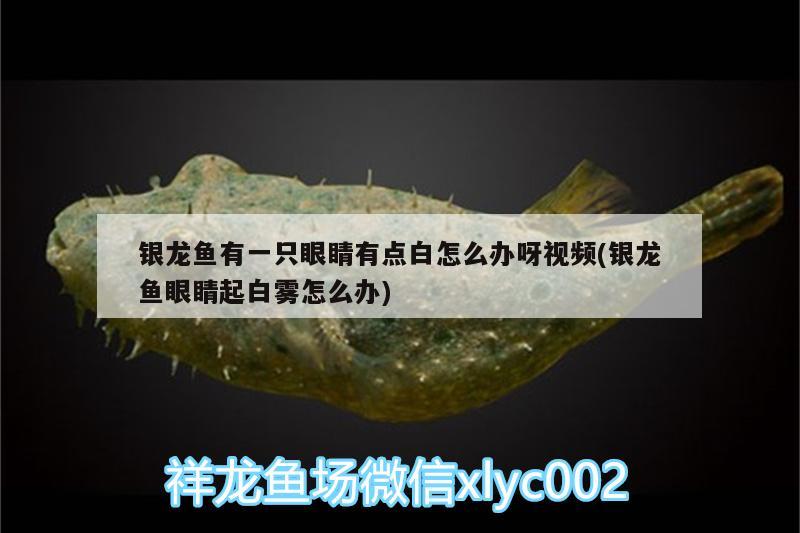 銀龍魚(yú)有一只眼睛有點(diǎn)白怎么辦呀視頻(銀龍魚(yú)眼睛起白霧怎么辦) 銀龍魚(yú)百科