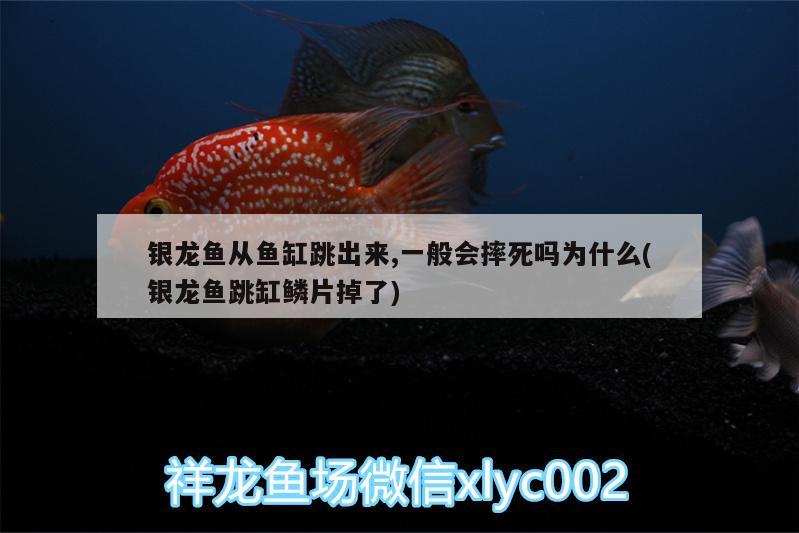 銀龍魚(yú)從魚(yú)缸跳出來(lái),一般會(huì)摔死嗎為什么(銀龍魚(yú)跳缸鱗片掉了) 銀龍魚(yú) 第1張