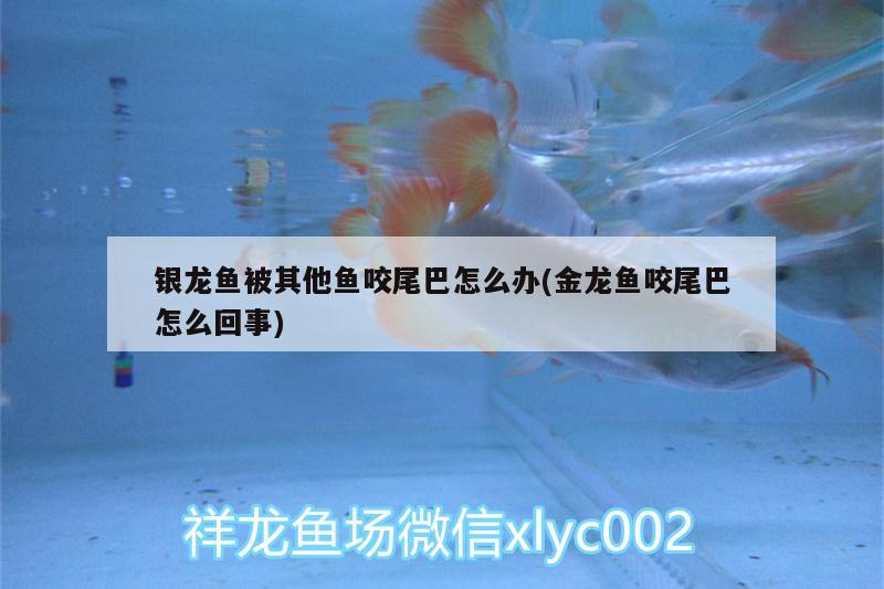 銀龍魚被其他魚咬尾巴怎么辦(金龍魚咬尾巴怎么回事) 銀龍魚