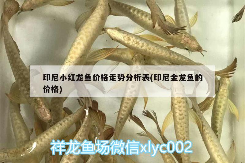 印尼小紅龍魚價格走勢分析表(印尼金龍魚的價格)