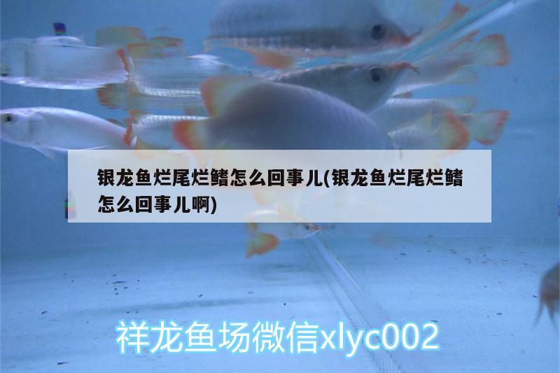 銀龍魚爛尾爛鰭怎么回事兒(銀龍魚爛尾爛鰭怎么回事兒啊) 銀龍魚