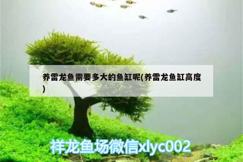 養(yǎng)雷龍魚(yú)需要多大的魚(yú)缸呢(養(yǎng)雷龍魚(yú)缸高度)