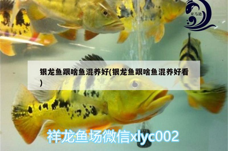 銀龍魚跟啥魚混養(yǎng)好(銀龍魚跟啥魚混養(yǎng)好看) 銀龍魚百科