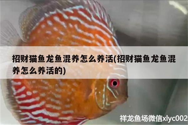 招財(cái)貓魚龍魚混養(yǎng)怎么養(yǎng)活(招財(cái)貓魚龍魚混養(yǎng)怎么養(yǎng)活的) 青龍魚