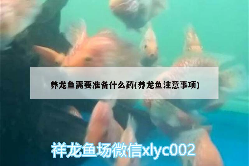 養(yǎng)龍魚需要準(zhǔn)備什么藥(養(yǎng)龍魚注意事項(xiàng)) 藍(lán)底過(guò)背金龍魚