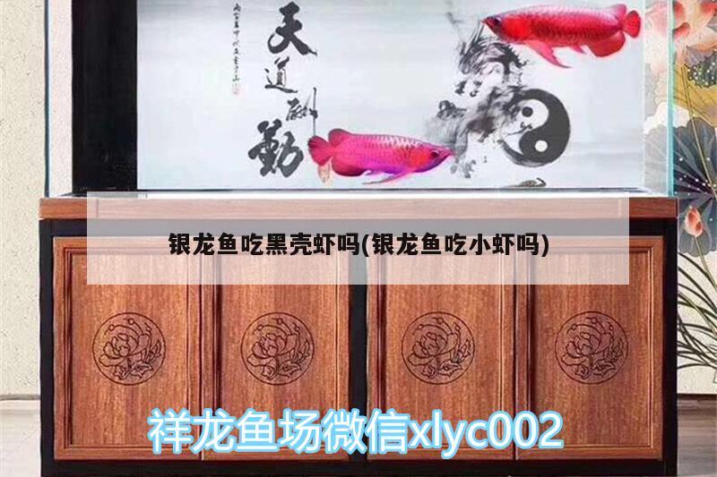 銀龍魚吃黑殼蝦嗎(銀龍魚吃小蝦嗎) 銀龍魚百科 第2張