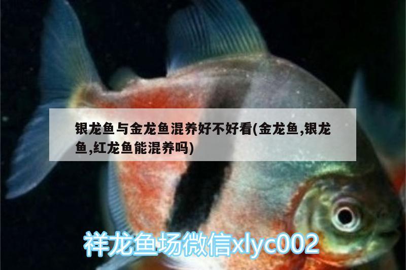 銀龍魚與金龍魚混養(yǎng)好不好看(金龍魚,銀龍魚,紅龍魚能混養(yǎng)嗎) 銀龍魚百科