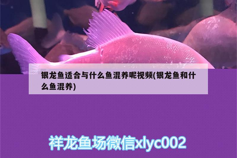 銀龍魚適合與什么魚混養(yǎng)呢視頻(銀龍魚和什么魚混養(yǎng)) 銀龍魚百科