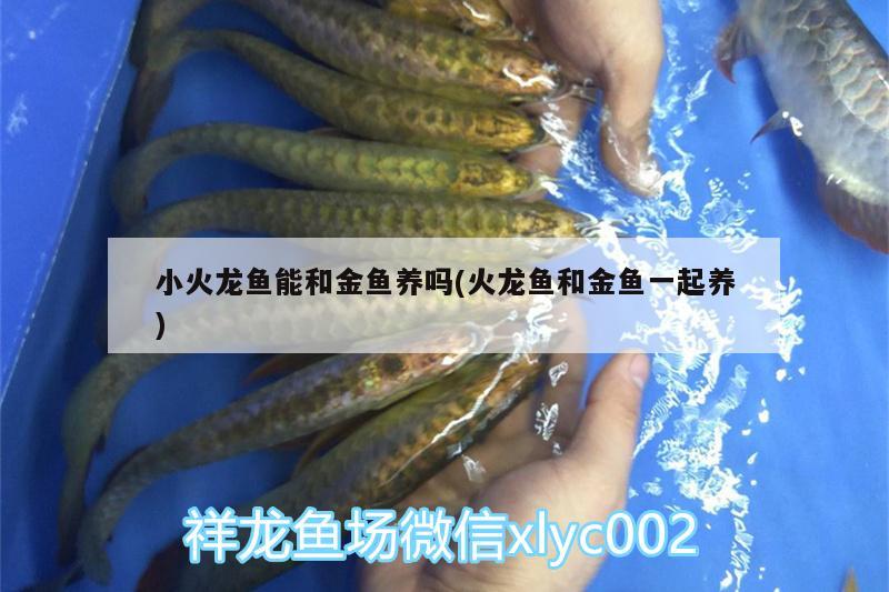 小火龍魚能和金魚養(yǎng)嗎(火龍魚和金魚一起養(yǎng)) 大日玉鯖魚