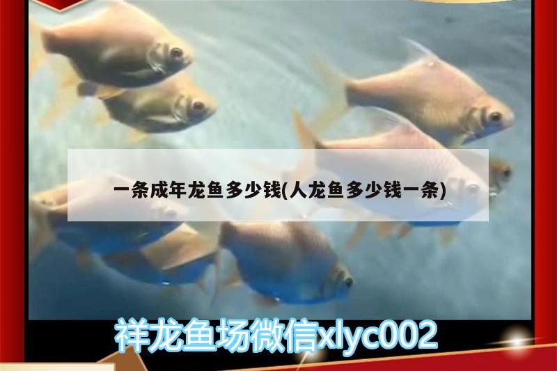 一條成年龍魚多少錢(人龍魚多少錢一條) 白子關(guān)刀魚苗